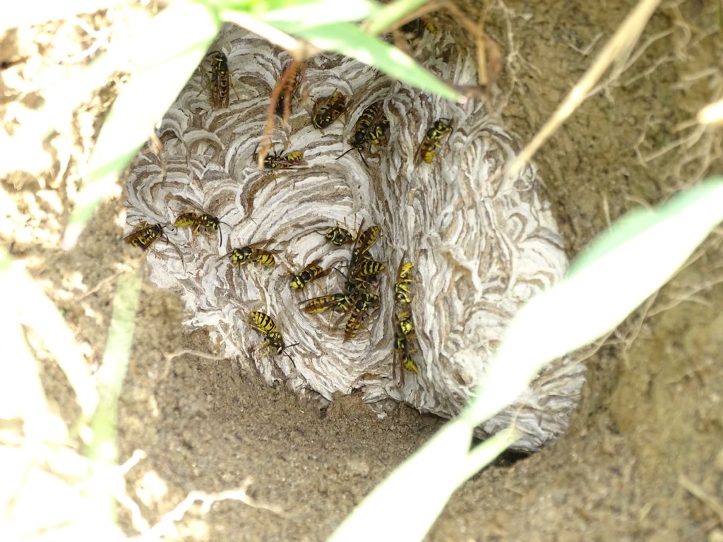 Vespula germanica o austriaca?  Vespula germanica
